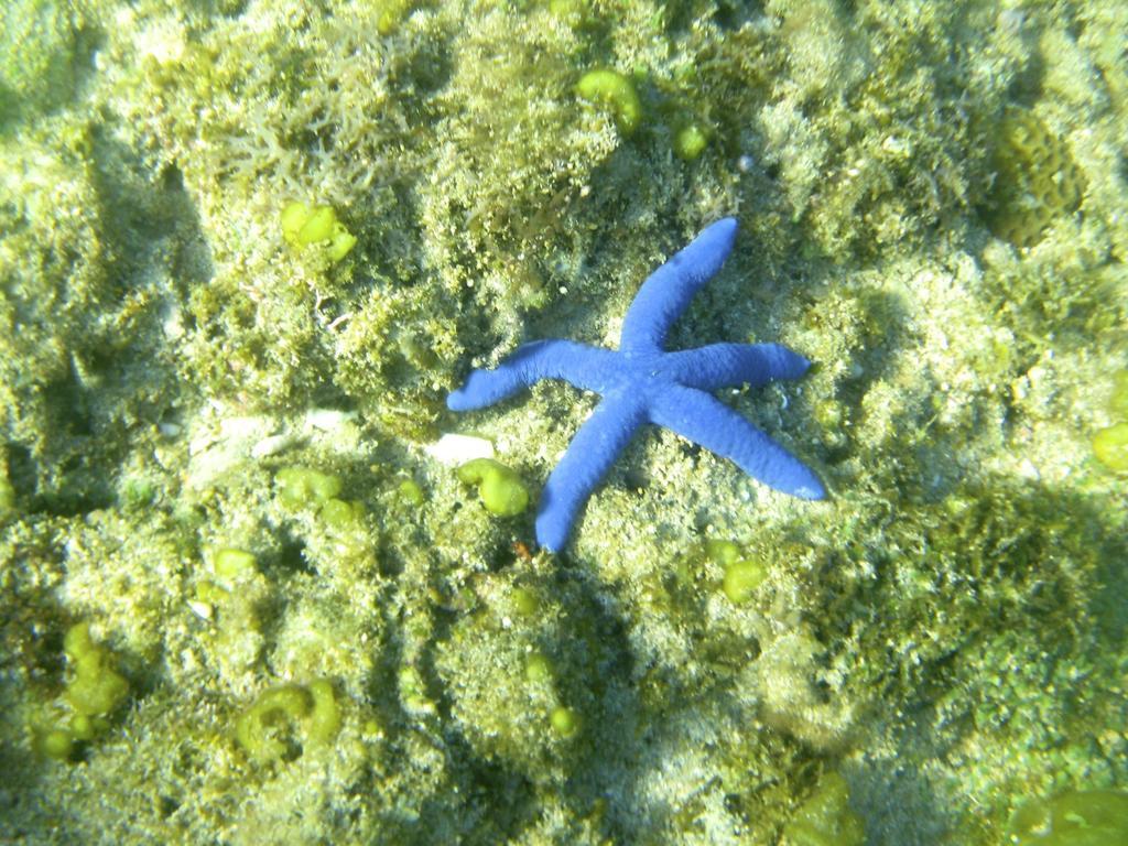 Blue Seastar Cottages Agpudlos Exterior foto